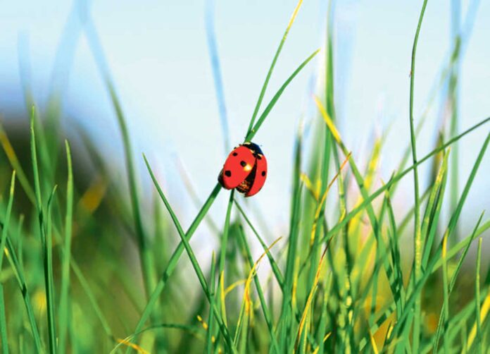 okaranyny-getir-suyt-bereyin-kekene-ugurbocegi-ladybug