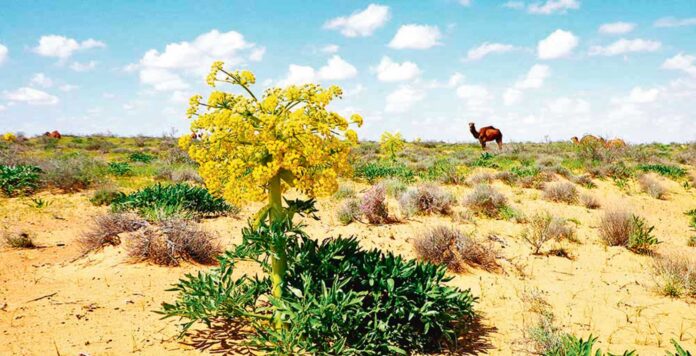 turkmen-tebigaty-nature-garagum-duye-camel-ekologiya1