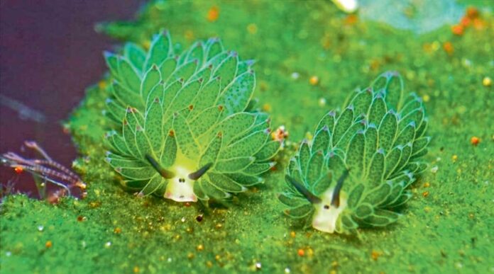 undersea-rare-animals