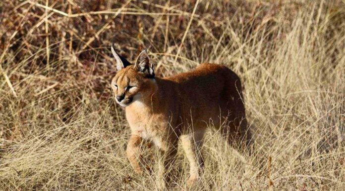 garagulak-caracal-каракал