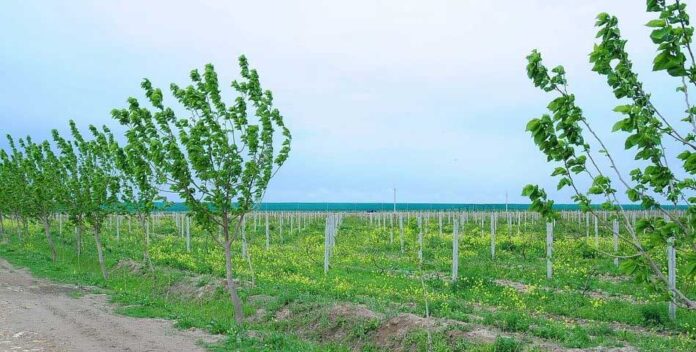 grape-vinegr-uzum-виноград