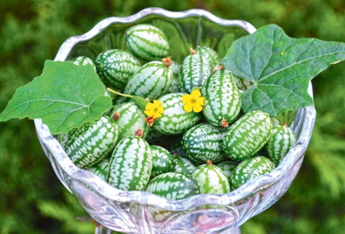 melothria-scabra-cucamelon