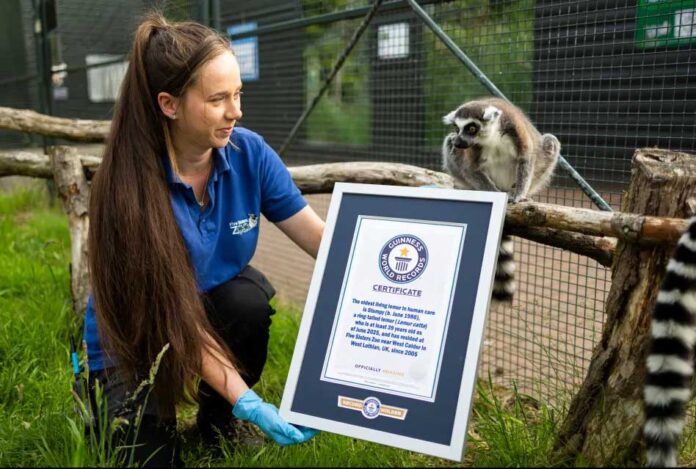 oldest-lemur-39-years-old-west-caklder-scotland