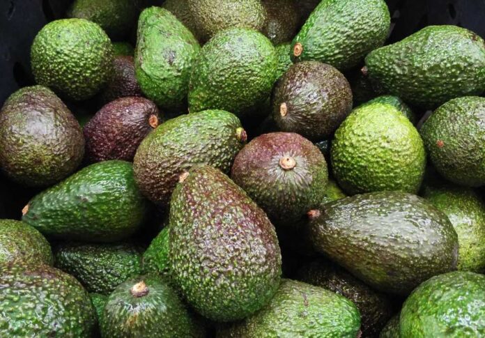 avocado-fruit