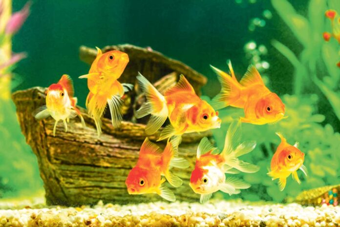 fish-aquarium-balyk