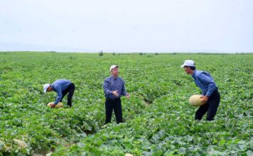 В этрапе Берекет западного региона планируют собрать богатый урожай бахчевых