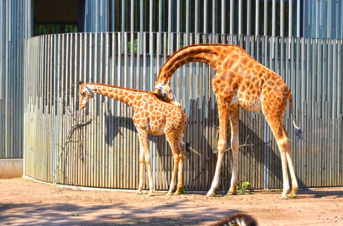 giraffe-jiraf