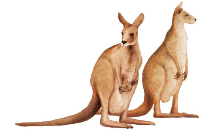 kangaroo-kenguru