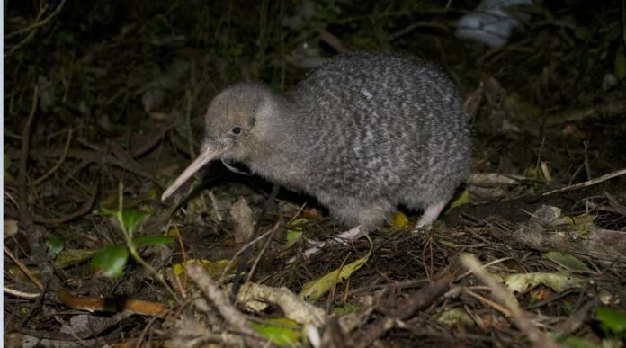 kivi-kiwi-bird-gush