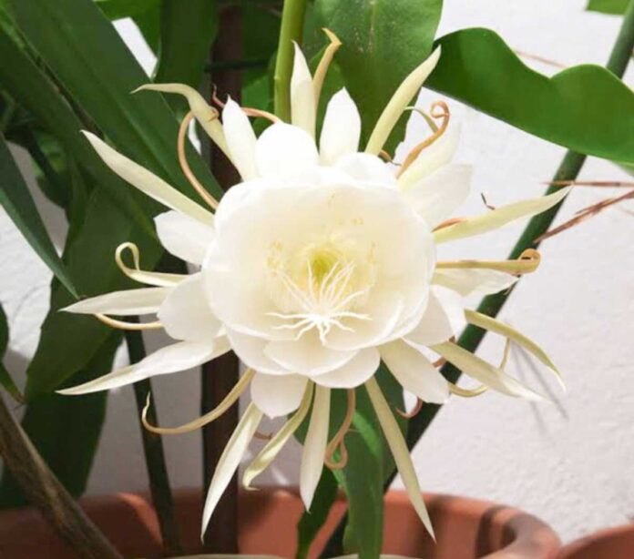 Kadupul-flower-Epiphyllum-oxypetalum