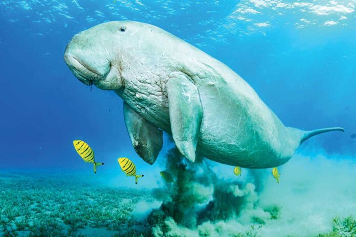 dugong-sea-cow-deniz-sygry