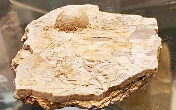 merjen-pearl-fossil
