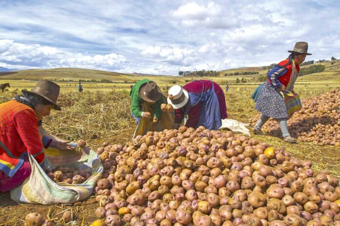 peru-patato-kartoshka