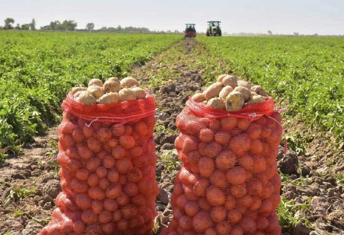potato-kartoshka-аграрий