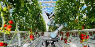 Robotlar işgärleriň ornuny tutar