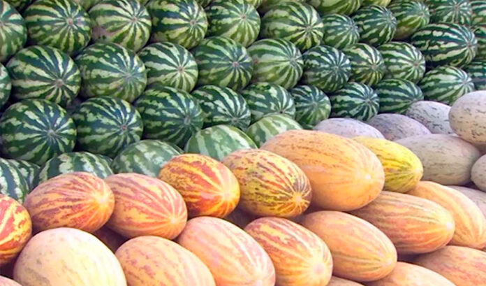 turkmen-gawun-melon-дз-(11)