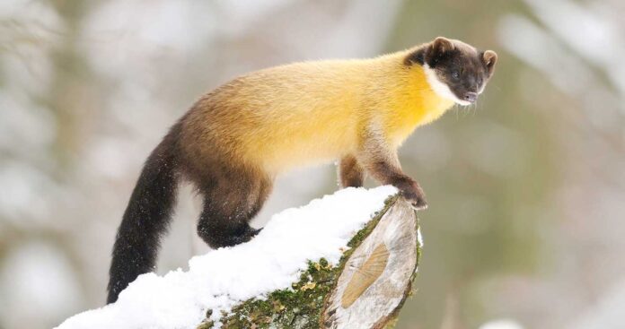 Marten-animal-gemriji-himalays