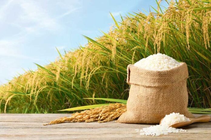 rice-shaly-tuwi