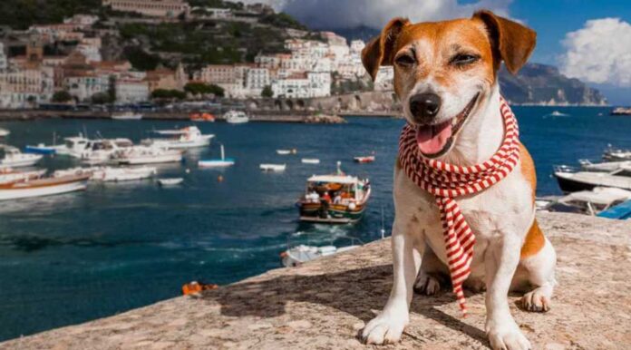 traveling-with-dog-italy