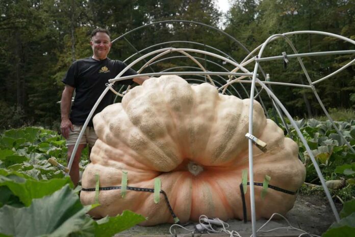 biggest-cabbage-kabak-kadi