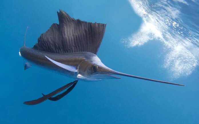 fastest-fish-yuwruk-balyk-Sailfish