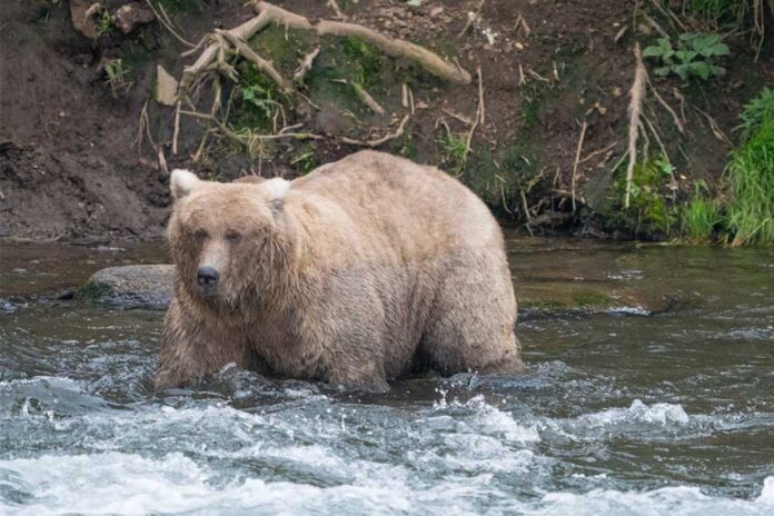 fat-bear-semiz-ayy