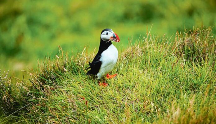 surtney-island-bird