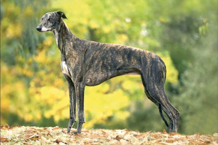 Greýhaund-it-kopek-dog