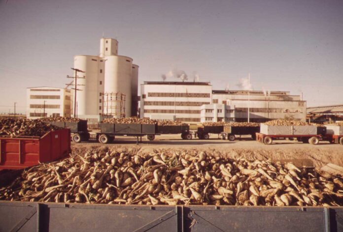 TRUCKLOADS-OF-SUGAR-BEETS-sheker-india