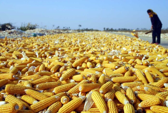 corn-mekgejowen-misir