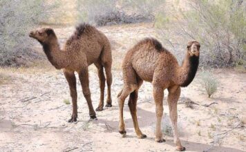 Хозяйство «Jeýhun» Саятского этрапа готово к зимовке верблюдов