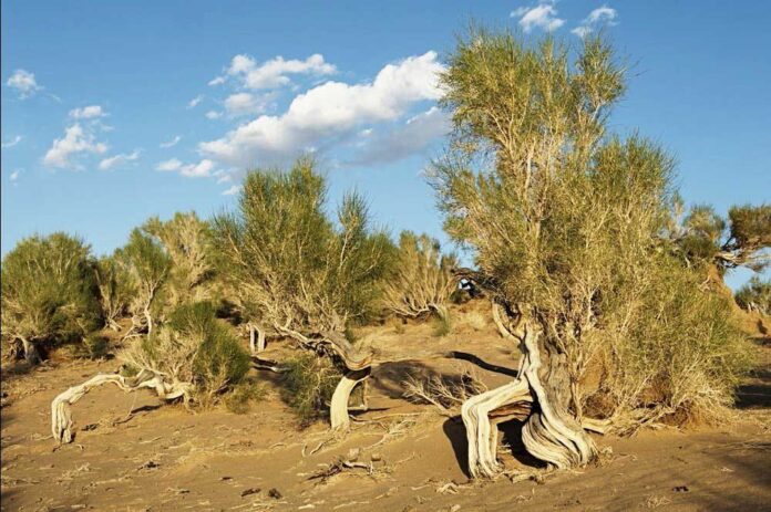 sazak-tokay-desert-saxaul