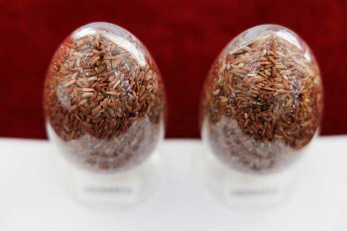 Chinese-scientists-develop-'precision-designed'-seeds-to-boost-food-security