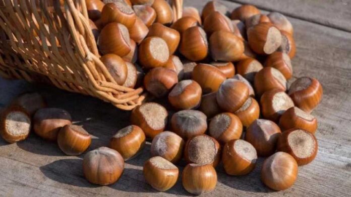 Hazelnut-funduk-finfik