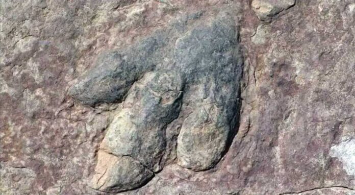 dynosaur-steps-dinozawr-ayak-yzy-italiya