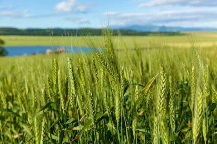 shaly-rice-tuwi
