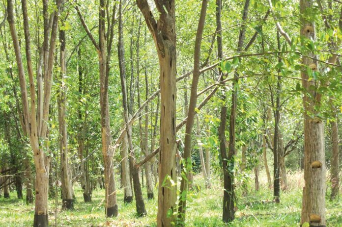 akwilariya-agajy-Aquilaria-tree
