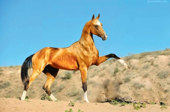 at-bedew-turkmen