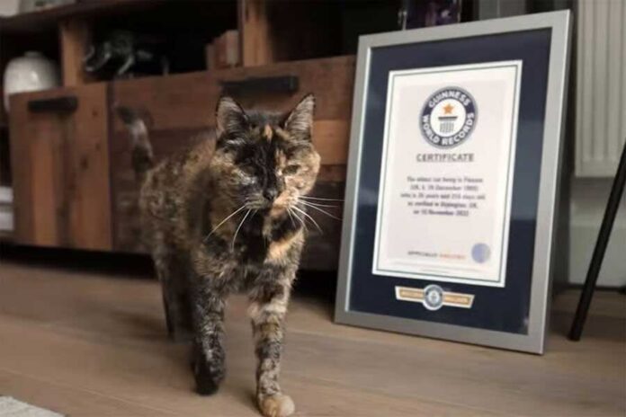 flossi-oldest-cat-pishik