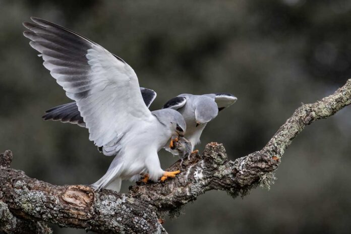 gok-gyrgy-bird