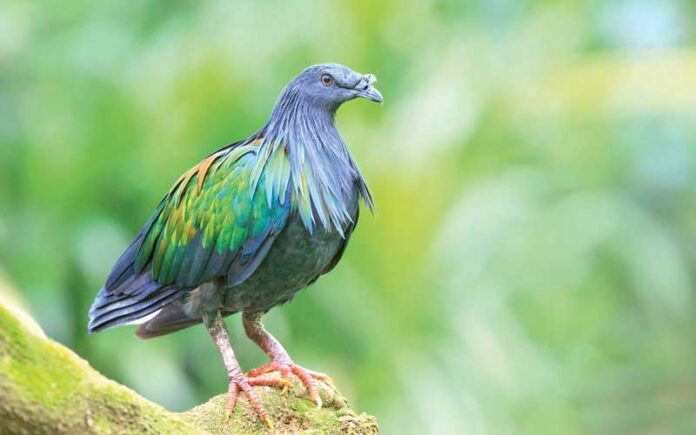 Nicobar-Pigeon-High-Definition-Wallpaper-75401