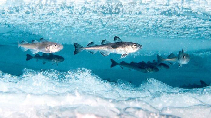 balyk-fish-balik