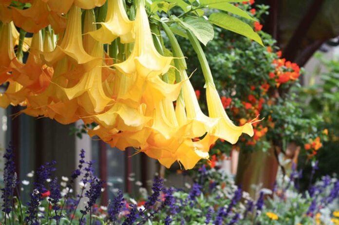 Brugmansiya-night-blooming-flower-plant