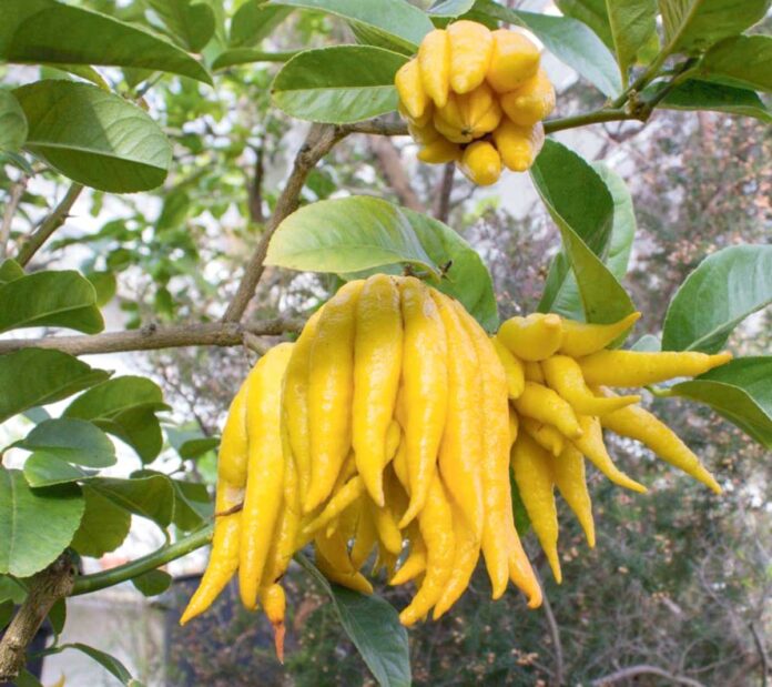Citrus-medica-var-sarcodactylis miwe