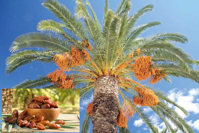 Date-palm-finik-hurma