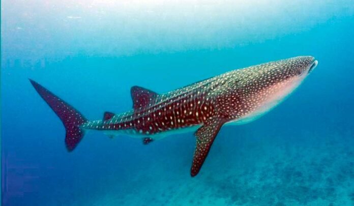 Whale-Sharks-kit-akulasy-menekli