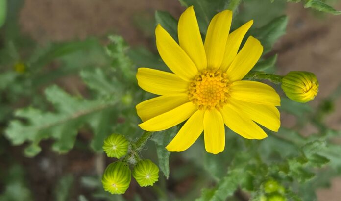 bahar-spring-flower-guller-blooming-plant-20260324_145634