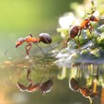 garynja-ant-karinca