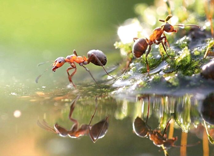 garynja-ant-karinca