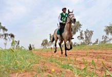 Türkmen bedewiniň milli baýramy uludan bellenýär